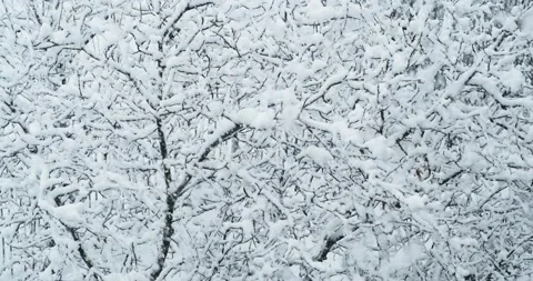 Tree branches covered with snow Stock Footage 146484446