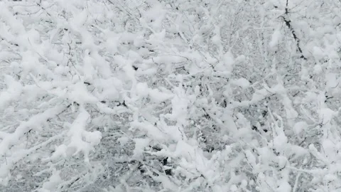 Tree branches covered with snow Stock Footage 146485167