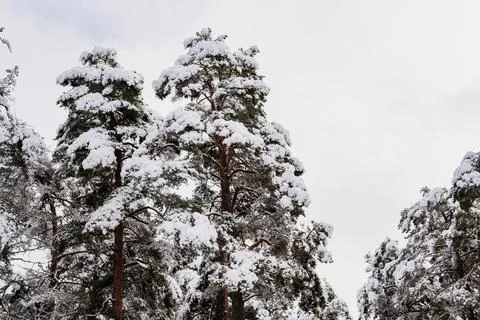 Tree branches covered with snow in forest. The tops of the trees in the snow. Stock Photos