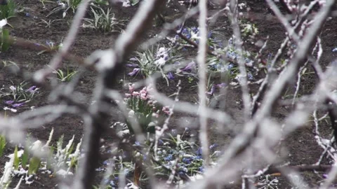 Tree branches covered with snow hides blooming flowers Stock Footage 135132338