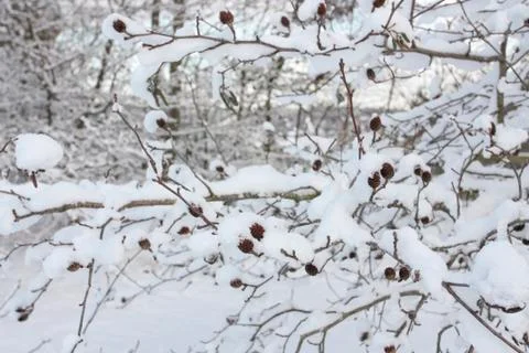 Tree branches covered in snow Stock Photos