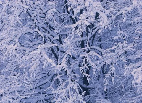 Tree branches covered with snow Stock Photos