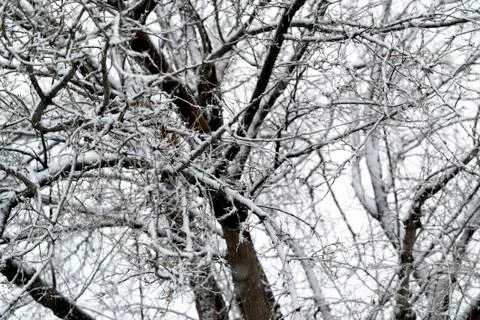 Tree Branches Covered in Snow Stock Photos