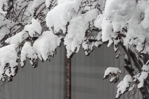 Tree branches covered with snow Stock Photos