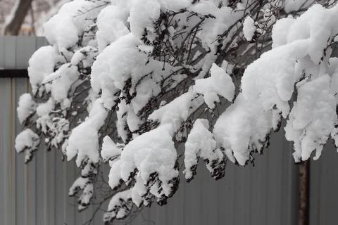 Tree branches covered with snow Stock-Fotos