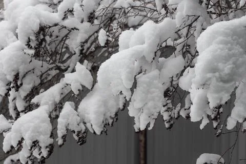 Tree branches covered with snow Stock Photos