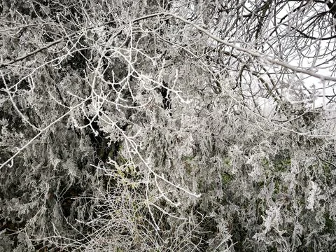 A tree with branches covered in snow. Foto stock