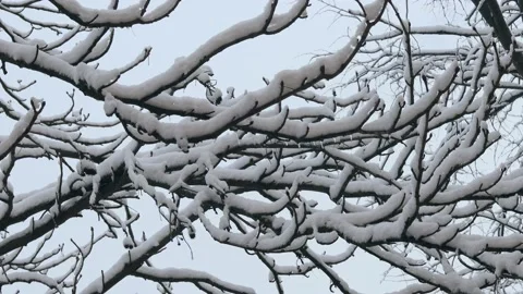 Tree branches covered with snow sway slightly in the wind Stock Footage 231626961