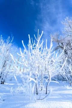 Tree branches covered with snow thick layer. against the blue sky on a Sunny  Stock Photos