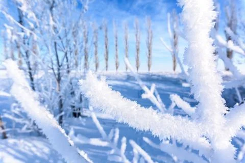 Tree branches covered with snow thick layer. against the blue sky on a Sunny  Stock Photos
