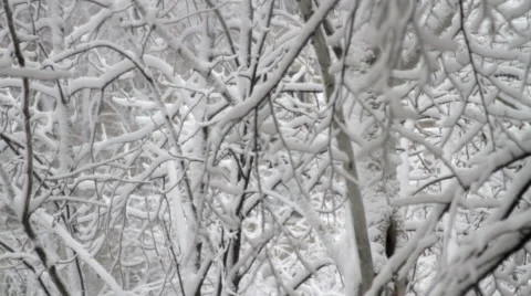 Tree Branches Covered In Snow, Winter Background, Blizzard, Still Shot Stock Footage 45535059
