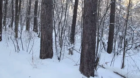 Tree branches covered with snow. Winter wonderland. Walking in the winter woods 動画素材 83148266