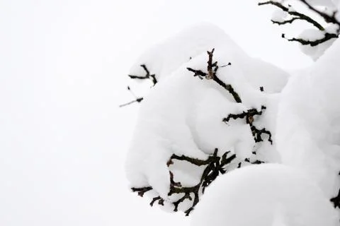 Tree branches covered with snow in the winter garden Stock Photos