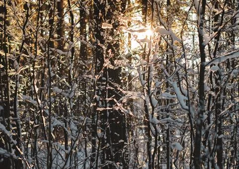 Tree branches covered with snow. Winter sunset in the forest. Stock Photos
