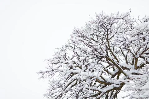 Tree branches covered with snow at winter day. Close up, copy space. Stock Photos