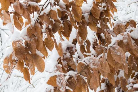 Tree branches covered with snow in the winter garden.... tree branches covere Foto stock