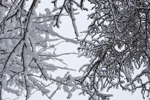 Tree branches covered with snow in the winter garden.... tree branches covere Stock Photos