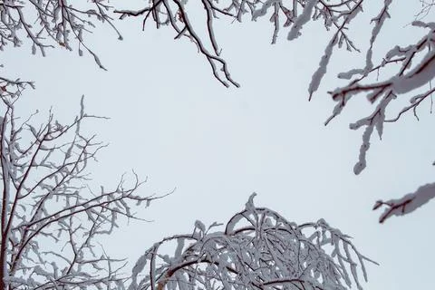 Tree branches covered with snow in the winter garden.... tree branches covere Stock Photos