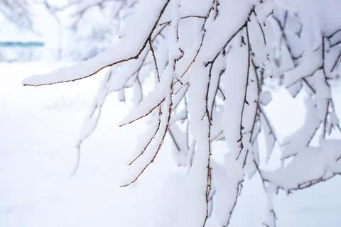 Tree branches covered with snow on a winter day, selective focus. Christmas.. Stock Photos