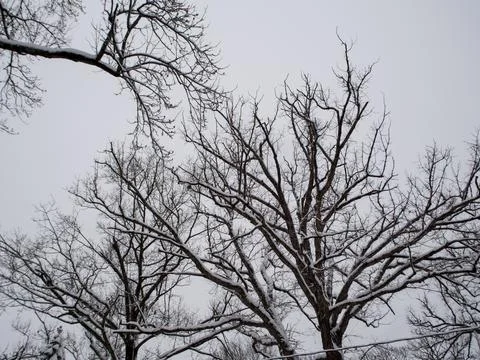 Tree branches covered with snow in winter Stock Photos