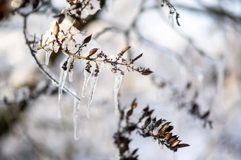 Tree branches covered with snow in winter Stock Photos