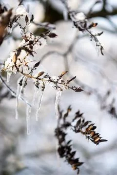 Tree branches covered with snow in winter Stock Photos
