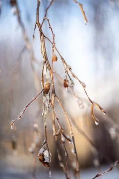 Tree branches covered with snow in winter Stock Photos