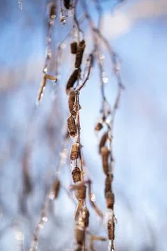 Tree branches covered with snow in winter Stock Photos