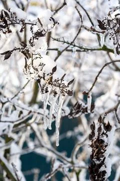 Tree branches covered with snow in winter Stock Photos