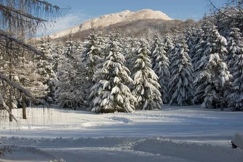 Tree branches covered by snow in winter Stock Photos
