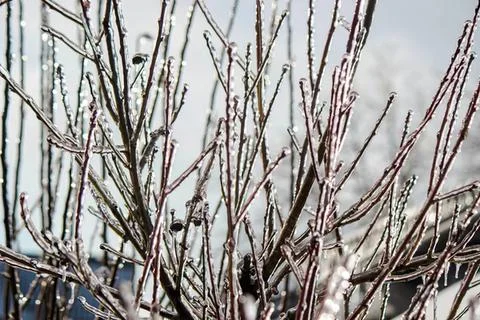 Tree branches covered in snow in winter scene Stock Photos