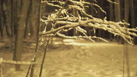 Tree branches covered with snow.Winter night in the Forest.Merry Christmas and 스톡 동영상 166684511