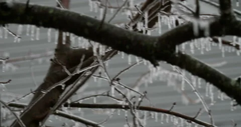 Tree branches covered in sparkling icicles viewed in close up Stock Footage 153534189