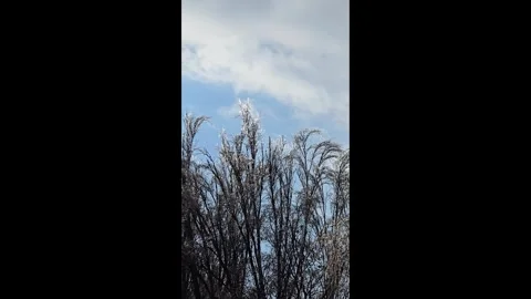 Tree branches covered in thick ice after freezing rain and winter storms. Vídeos de archivo 329312201