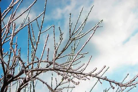 Tree branches covered in thick ice after freezing rain, winter storm aftermat Stock Photos