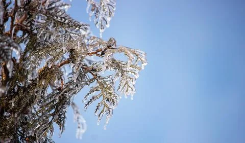 Tree branches covered in thick ice after freezing rain, winter storm aftermat Stock Photos
