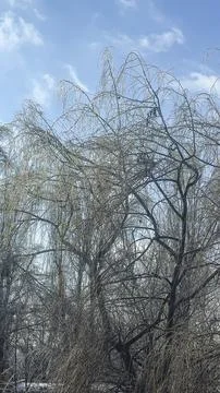 Tree branches covered in thick ice after freezing rain and winter storms. Stock Photos