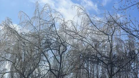 Tree branches covered in thick ice after freezing rain and winter storms. Foto stock