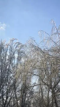 Tree branches covered in thick ice after freezing rain and winter storms. Stock Photos