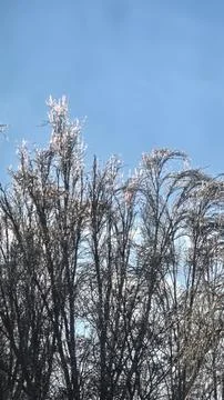 Tree branches covered in thick ice after freezing rain and winter storms. Stock Photos
