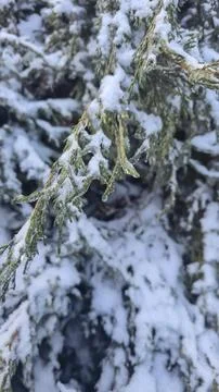 Tree branches covered in thick ice after freezing rain and winter storms. Stock Photos