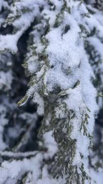 Tree branches covered in thick ice after freezing rain and winter storms. Stock Photos