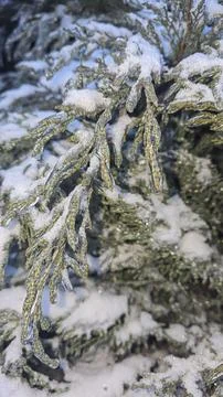 Tree branches covered in thick ice after freezing rain and winter storms. Stock Photos