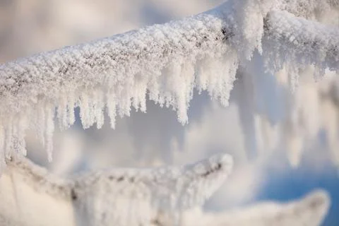 Tree branches covered with a thick layer of frost close-up. Tree branches Foto stock