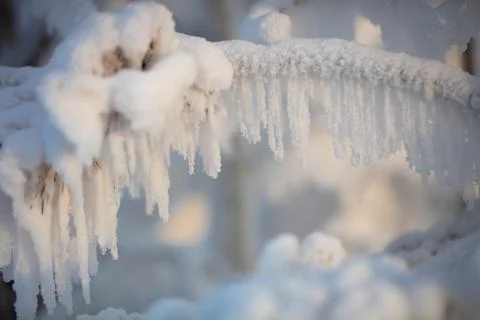 Tree branches covered with a thick layer of frost close-up. Tree branches Stock Photos