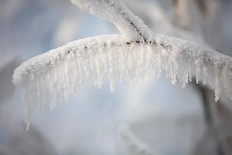 Tree branches covered with a thick layer of frost close-up. Tree branches Foto stock
