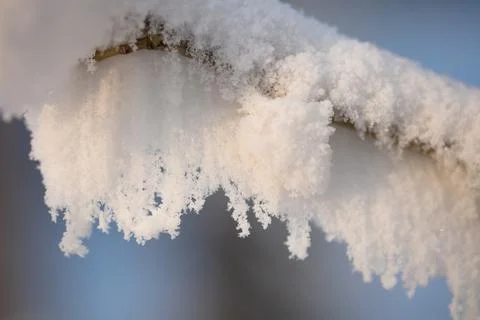 Tree branches covered with a thick layer of frost close-up. Tree branches Foto stock