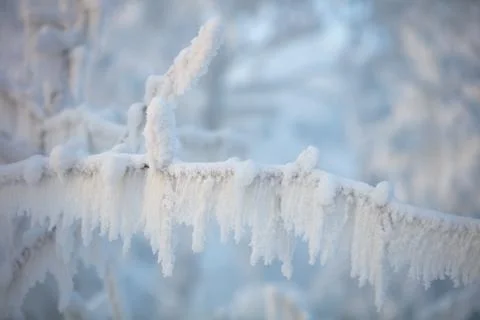 Tree branches covered with a thick layer of frost close-up. Tree branches Foto stock