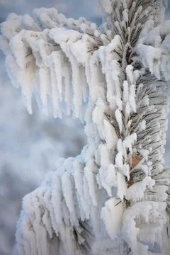 Tree branches covered with a thick layer of frost close-up. Tree branches in Stock Photos