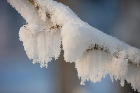 Tree branches covered with a thick layer of frost close-up. Tree branches Foto stock